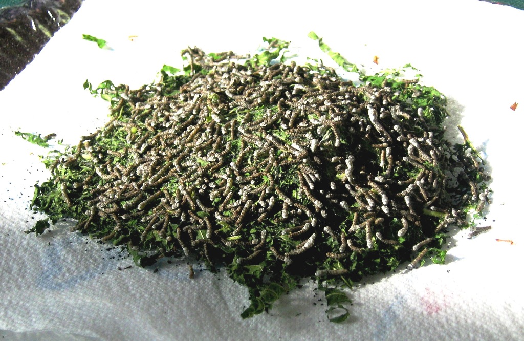 bruco del baco da seta